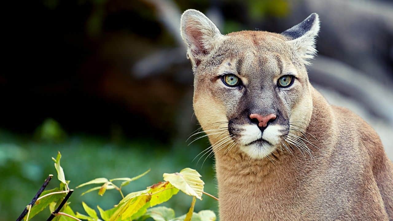 Can You Own A Pet Cougar? (Mountain Lion & Puma)