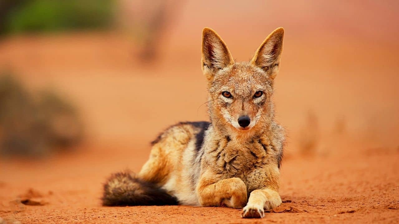Can You Own A Pet Jackal? What Would It Be Like?