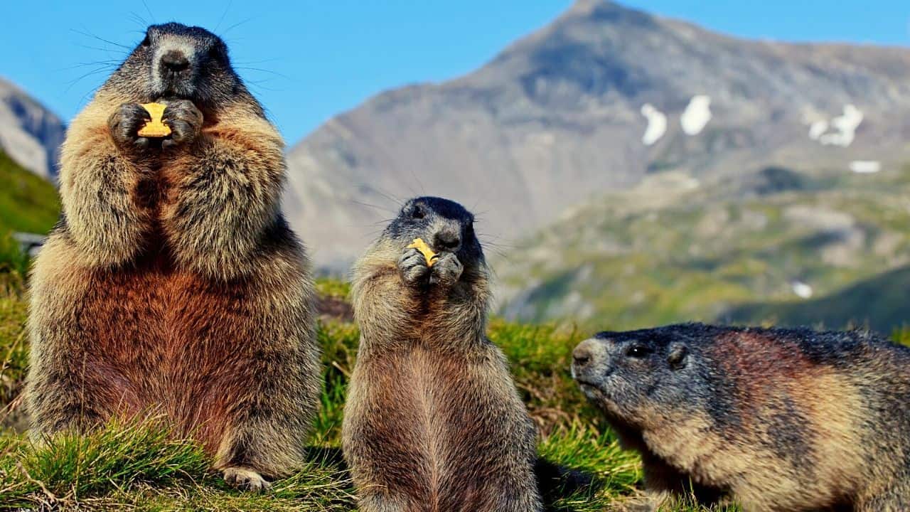 Do Groundhogs Make Good Pets? 7 Things You Should Know!