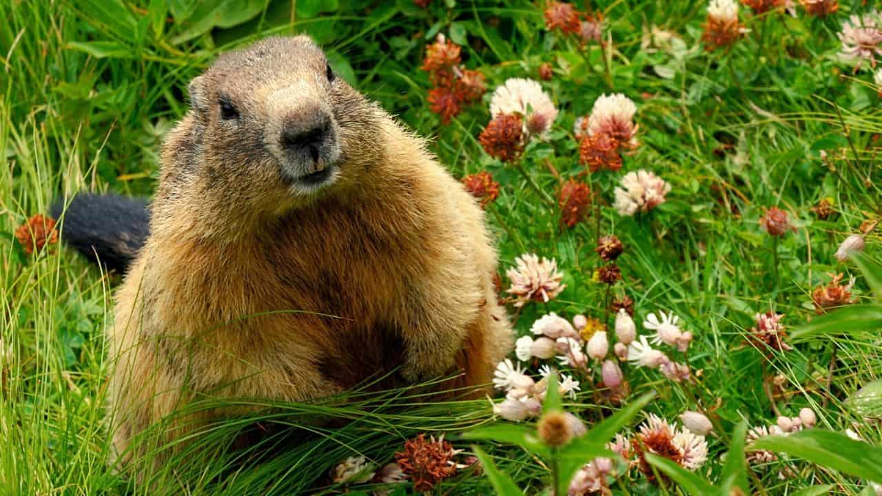 Do Groundhogs Make Good Pets? 7 Things You Should Know!