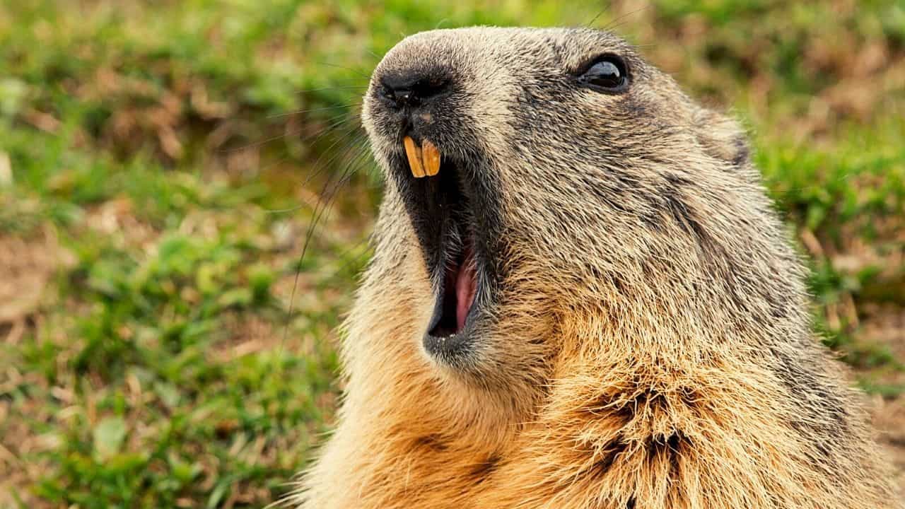 Do Groundhogs Make Good Pets? 7 Things You Should Know!