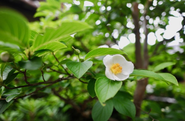 沙羅双樹（サラソウジュ）」とは？「沙羅の木（サラノキ）」ってどんな木？花の色はどんな色？ | Lovegreen(ラブグリーン) 今年も沙羅双樹の花が咲きました。 | 小林歯科医院（野洲市・小篠原の歯医者/歯科）