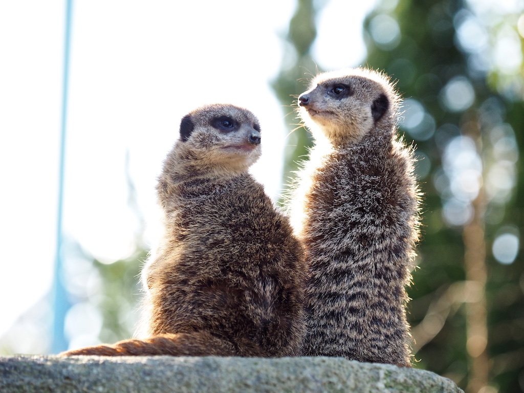 Meerkat