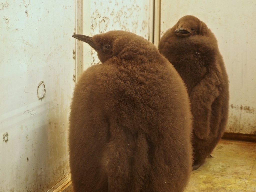 King Penguin