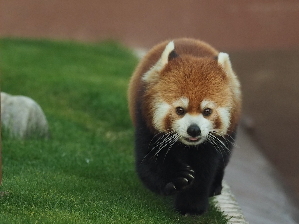 Lesser Panda