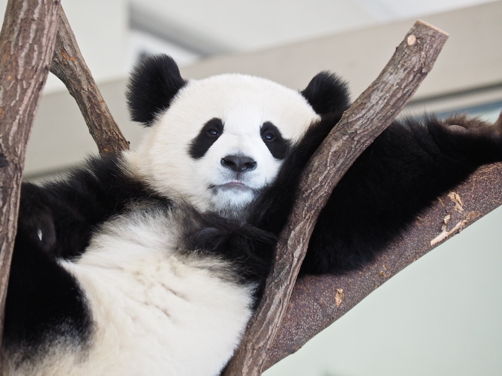 panda