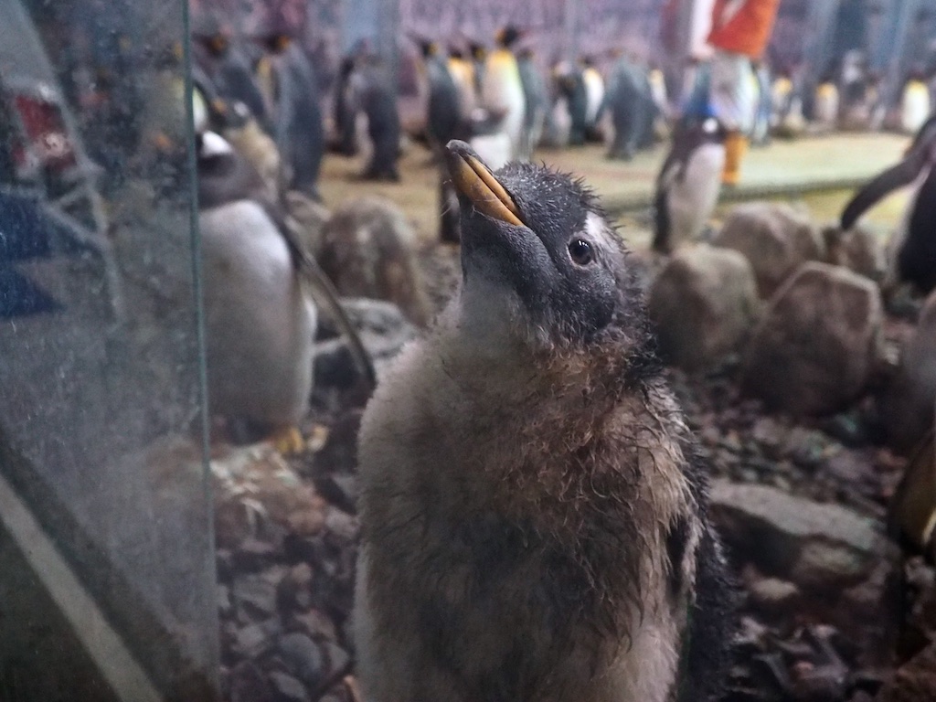 Gentoo Penguin