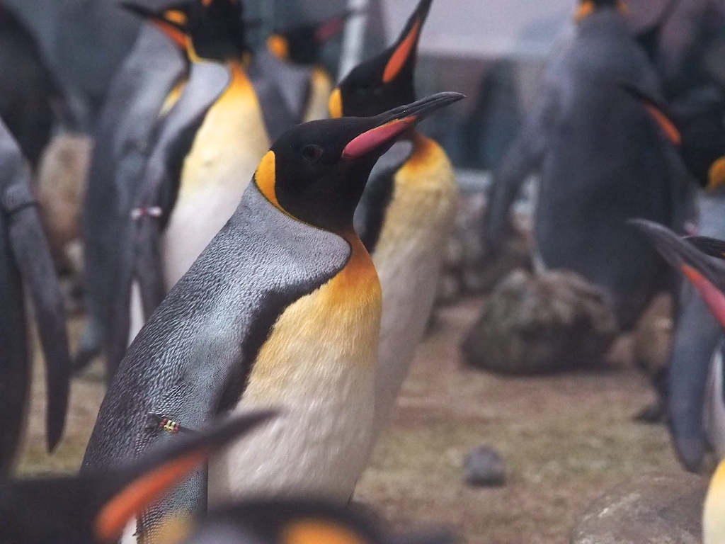 King Penguin