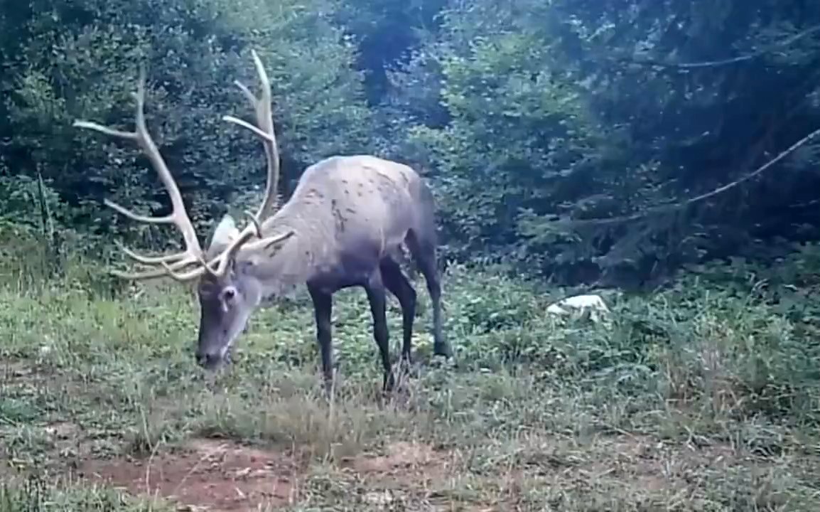 Kocaeli’nin ormanlarındaki kızıl geyikler adım adım izleniyor