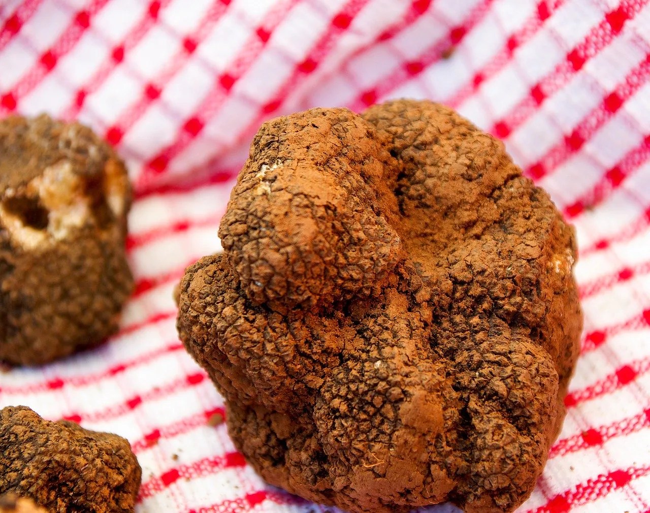 Trüffel Geschmack, Verarbeitung & Rezepte mit dem Edelpilz