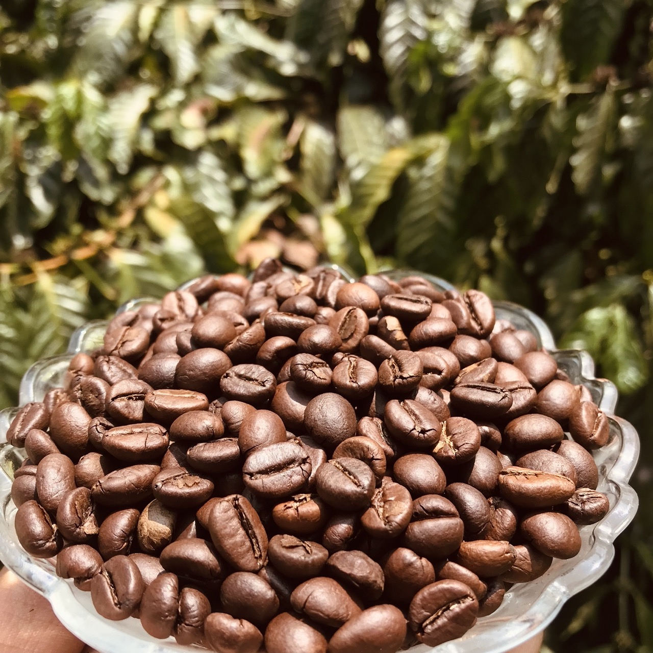 Products » Kodava Farmers Coffee