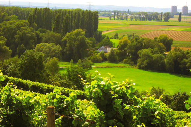 Weingut Weidenmühle Köhler's Catering