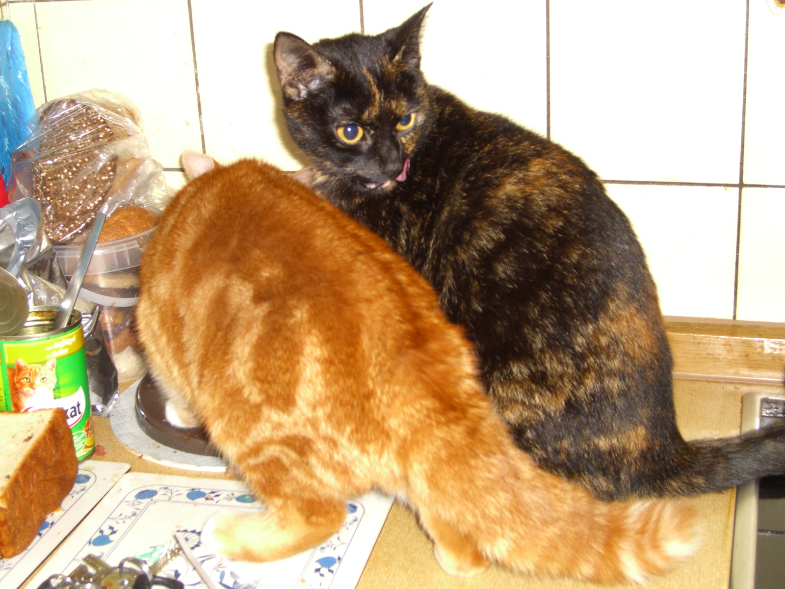Vermisste Katzen Kölner KatzenschutzInitiative e.V.