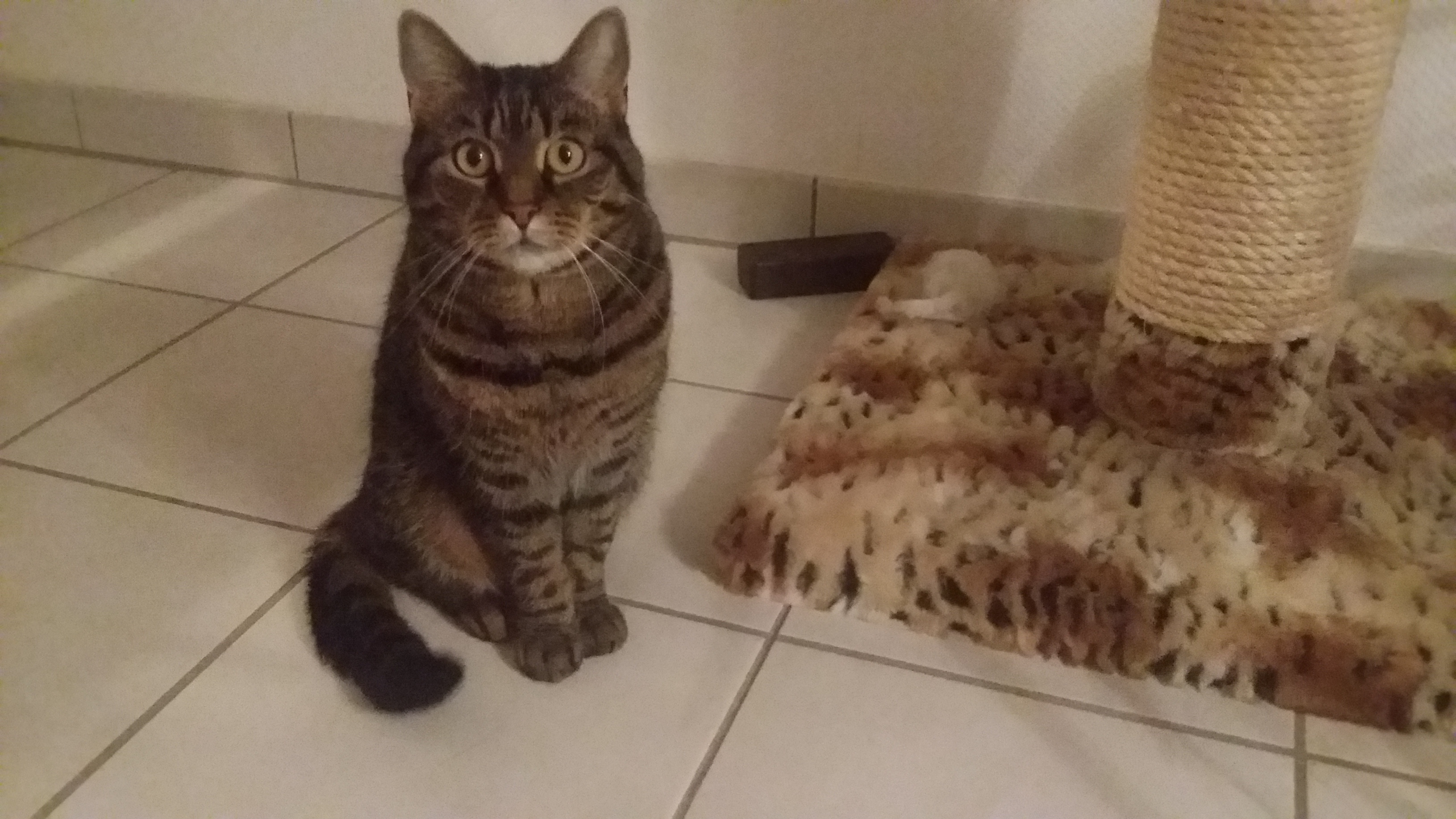 Vermisste Katzen Kölner KatzenschutzInitiative e.V.