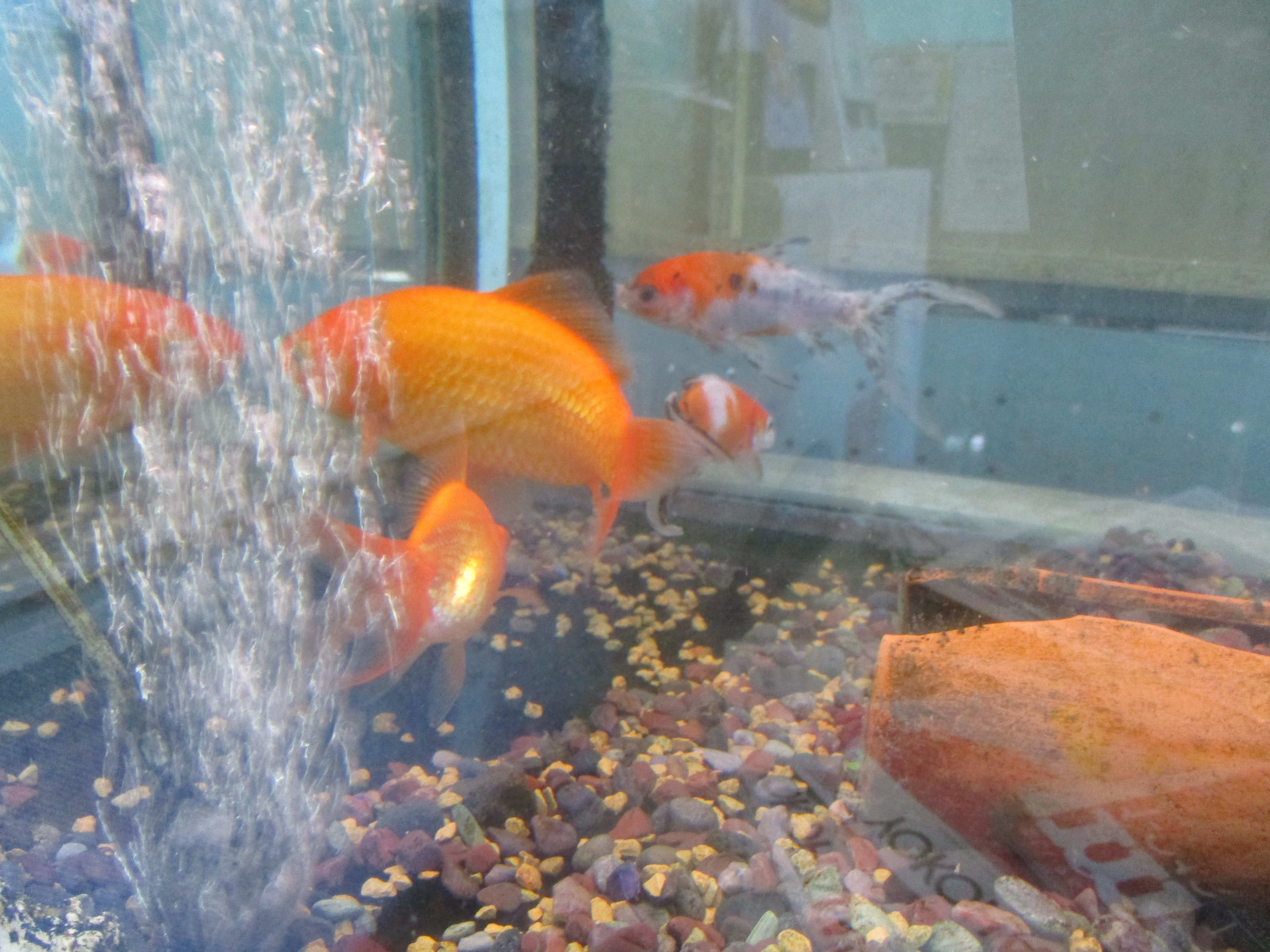金魚ちゃんたち👀 湖北モータース
