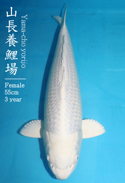 Koi Details Platinum Ogon