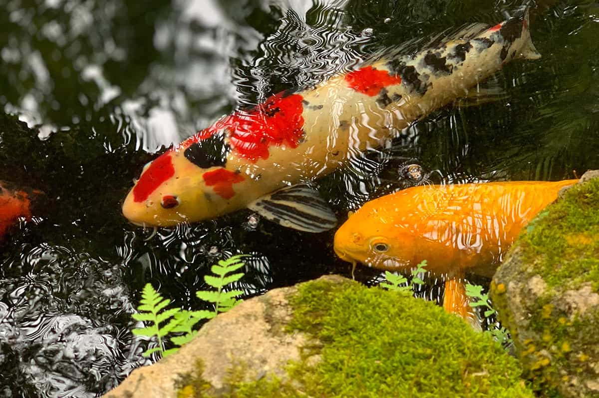 Koi Ponds Are Beautiful But Should You Build One Koi Magazine