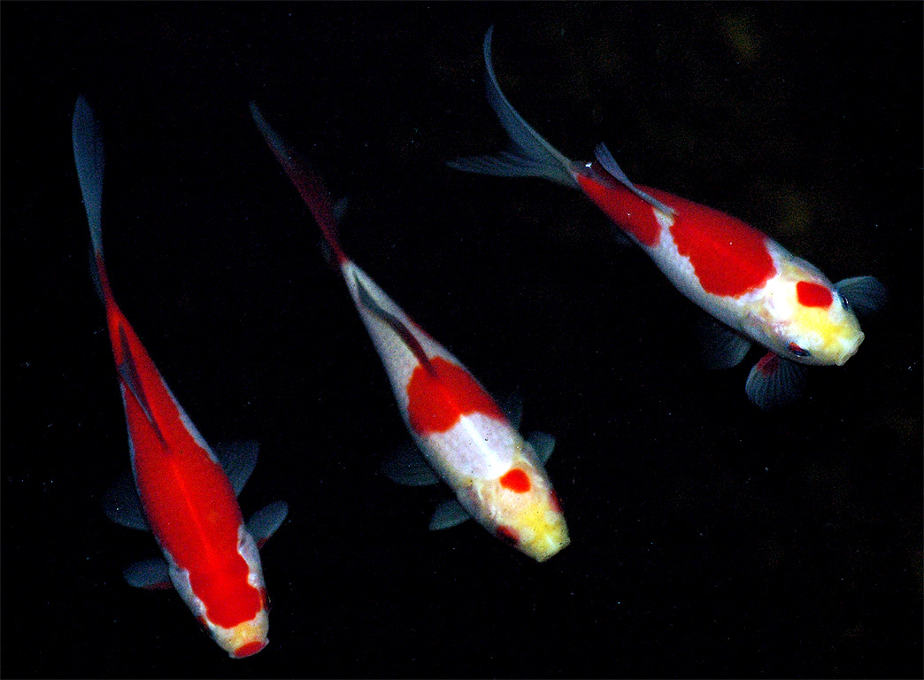 Services « Koi of Fire