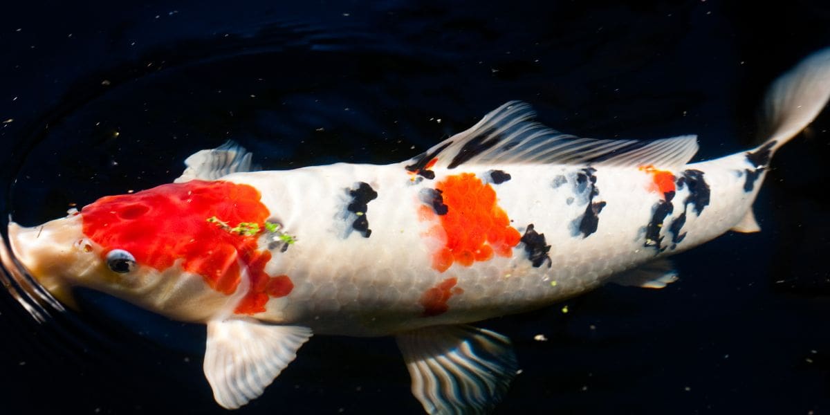 How to Maintain a Koi Pond Essential Tips for Success