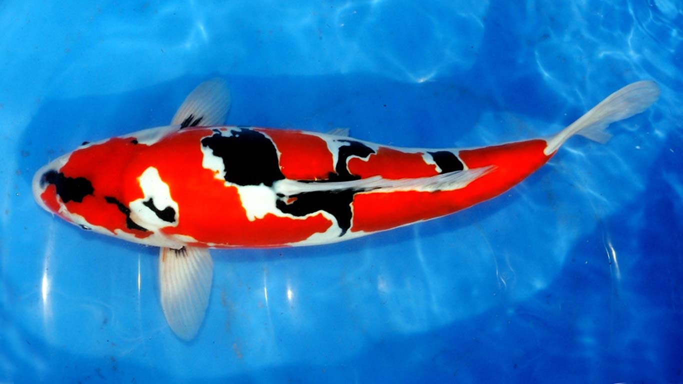 Where to Buy Koi Fish for Your Pond Expert Advice for a Perfect Pond