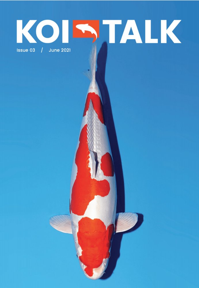 Koi Talk Issue 3 Koi Talk