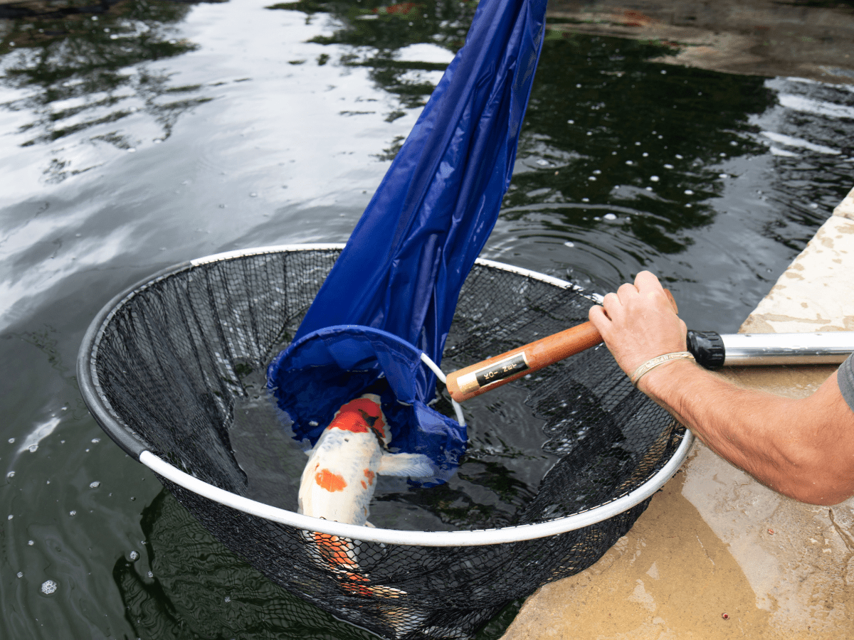 Handling Your Fish And Using A Koi Net Koi Talk Magazine