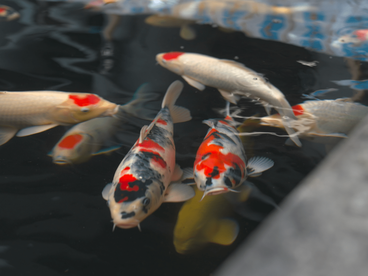 Should I Use A Pond Water Test Kit?