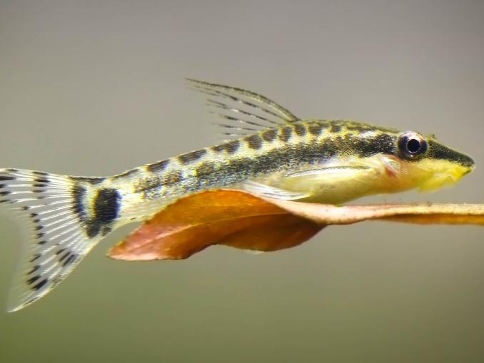 Best Bottom Feeders For 10Gallon Tank MustRead Guide For Beginners