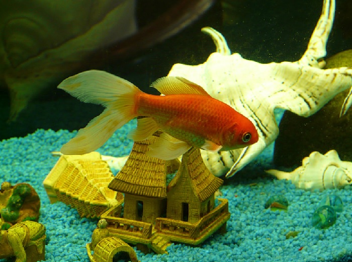 How To Tell If Current Is Too Strong For Fish? 3 Clear Signs
