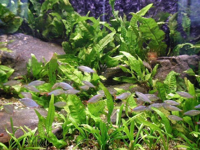 How To Tell If Current Is Too Strong For Fish? 3 Clear Signs