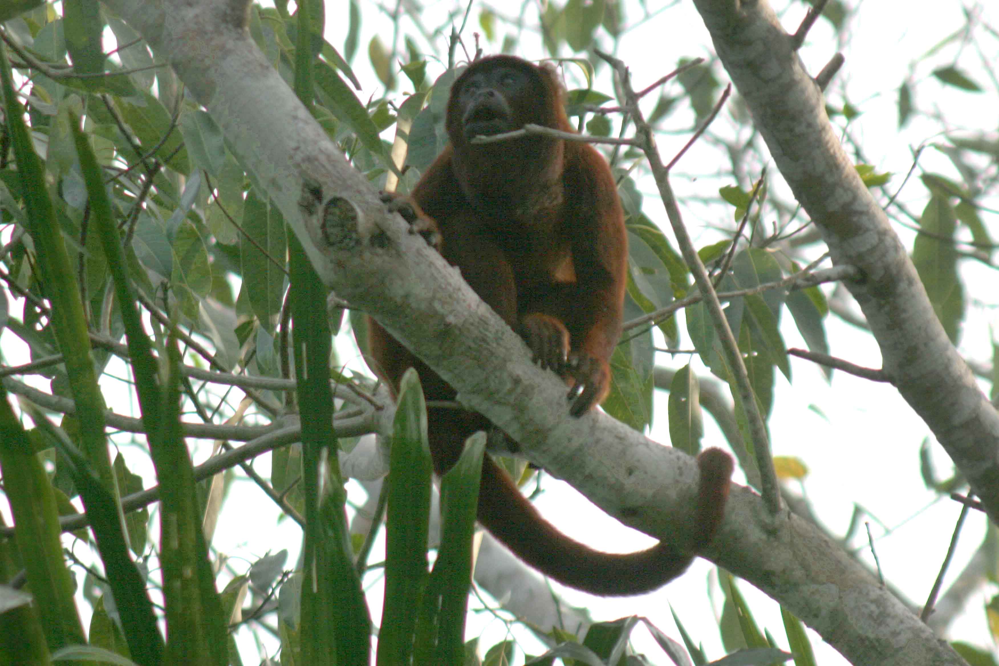 sm 08 3334 monkey