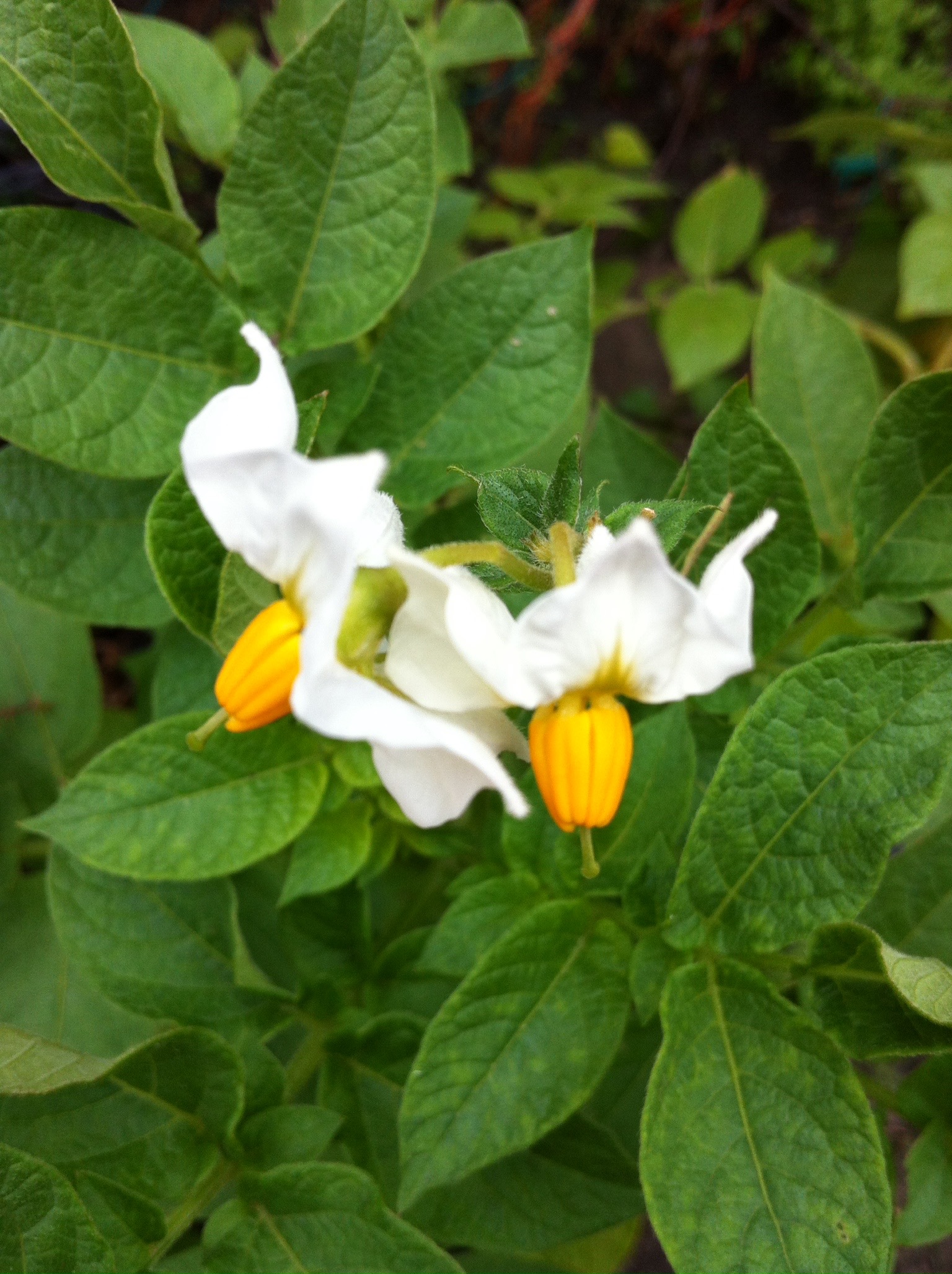 In the garden Flowers of vegetables Kokila's Kitchen Garden