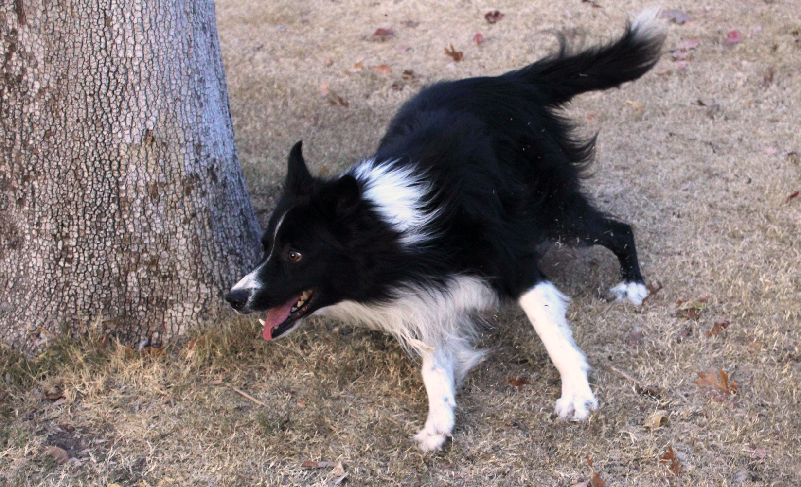 Meet NMSU’s new Wonder Dog KOKOPELLI