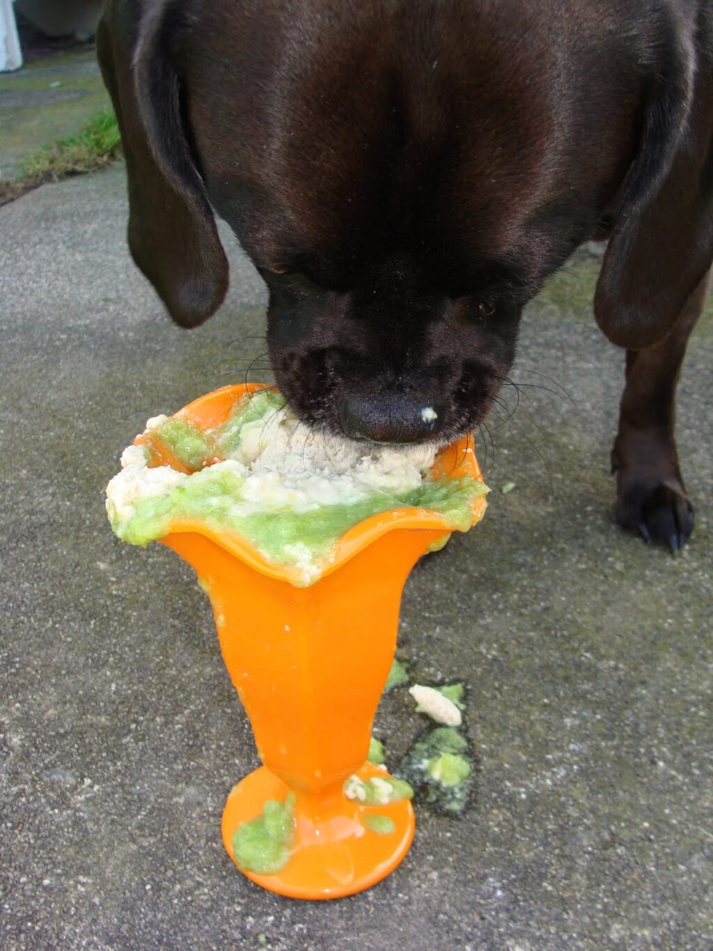 Chicken Ice Cream Frozen Dog Treat Recipe the DIY Pet