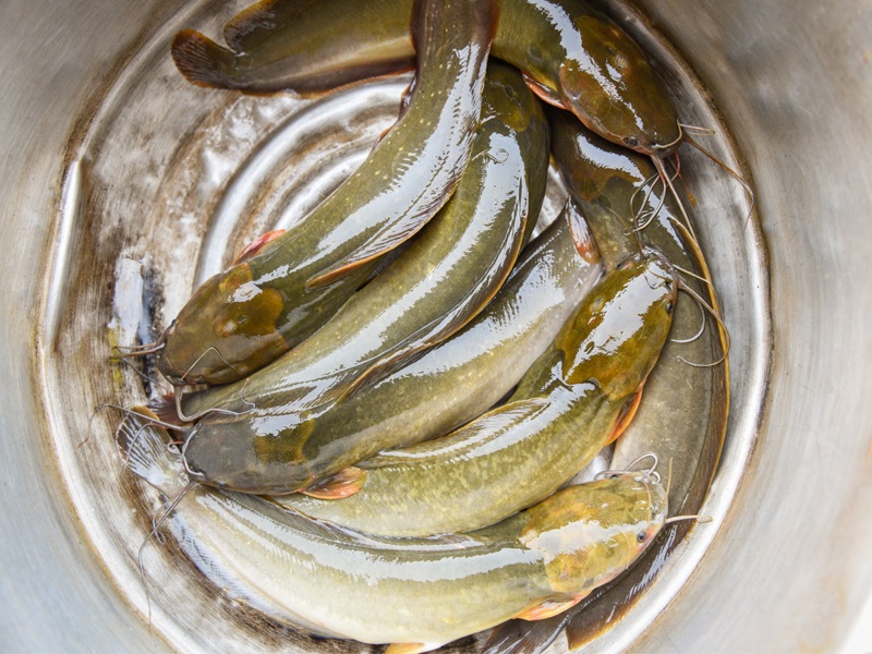 Buy Magur/Catfish Fish Online Online Fish Store Of Kolkata