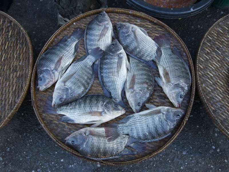 Buy Tilapia Fish Online Online Fish&Meat Store Of Kolkata