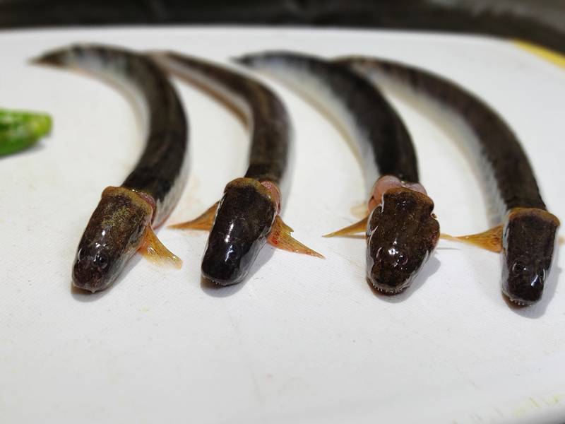 Buy Gule Fish Online Online Fish&Meat Store Of Kolkata