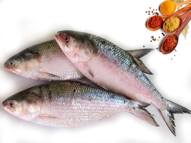 Buy Online Fresh Hilsa/Ilish Online Fish&Meat Store Of Kolkata