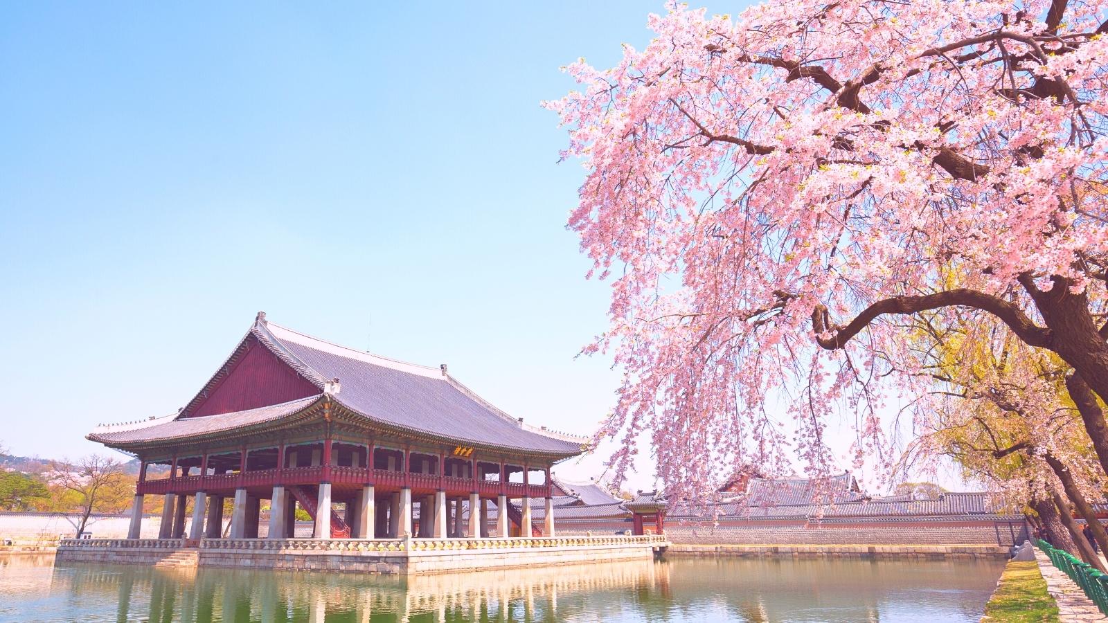 5 Best Cherry Blossom Spots in Seoul Korea to Enjoy the Spring Blooms