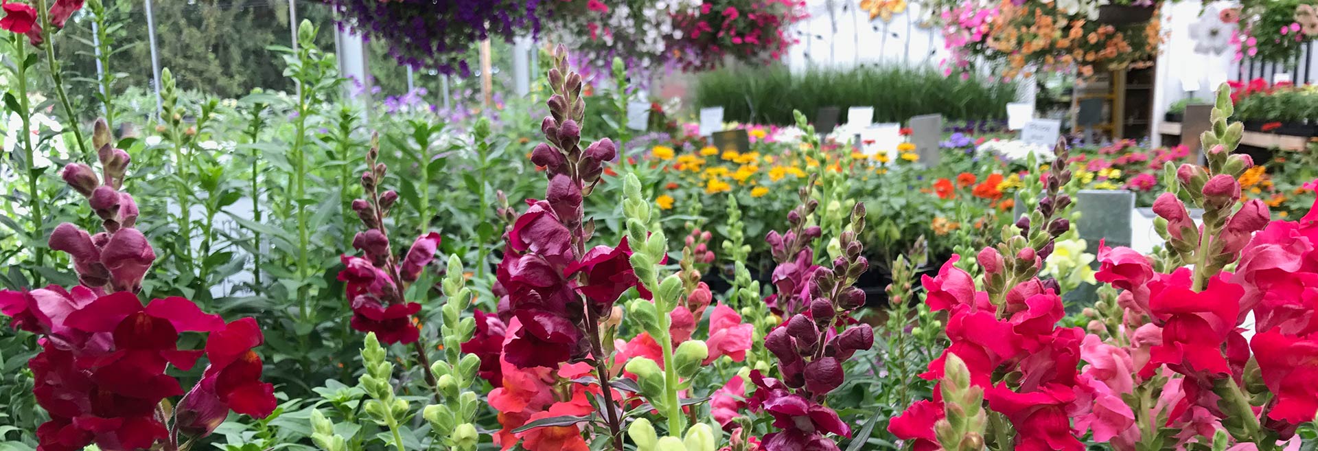 Kollman's Ohio Greenhouse & Garden Center Cleveland Twinsburg Aurora