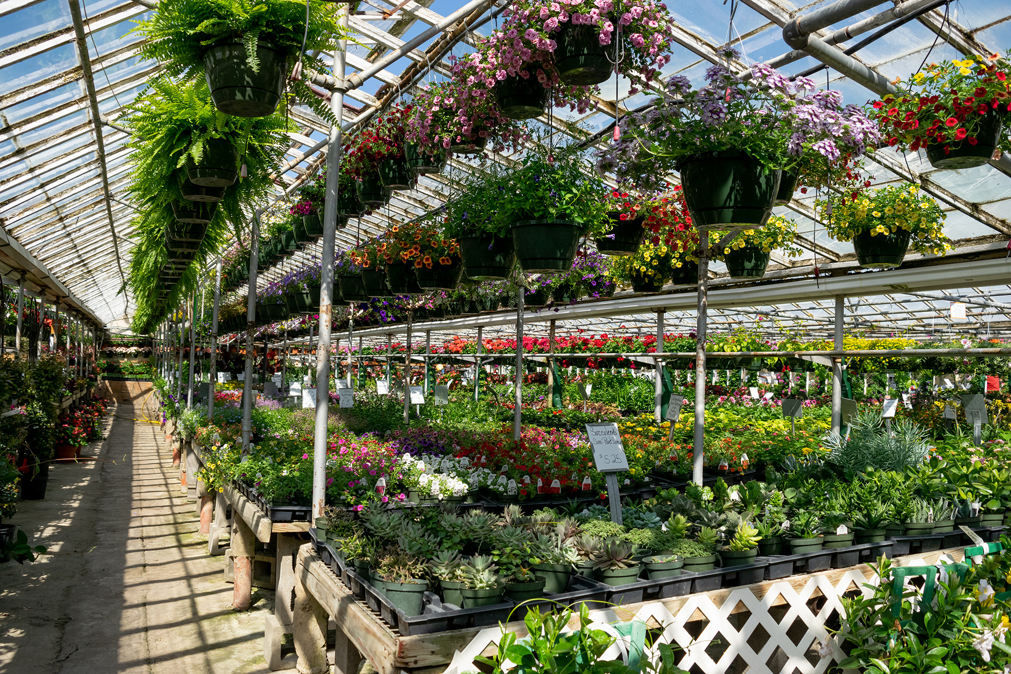 Retail Kollman’s Greenhouse a Cleveland Area Source for plant and