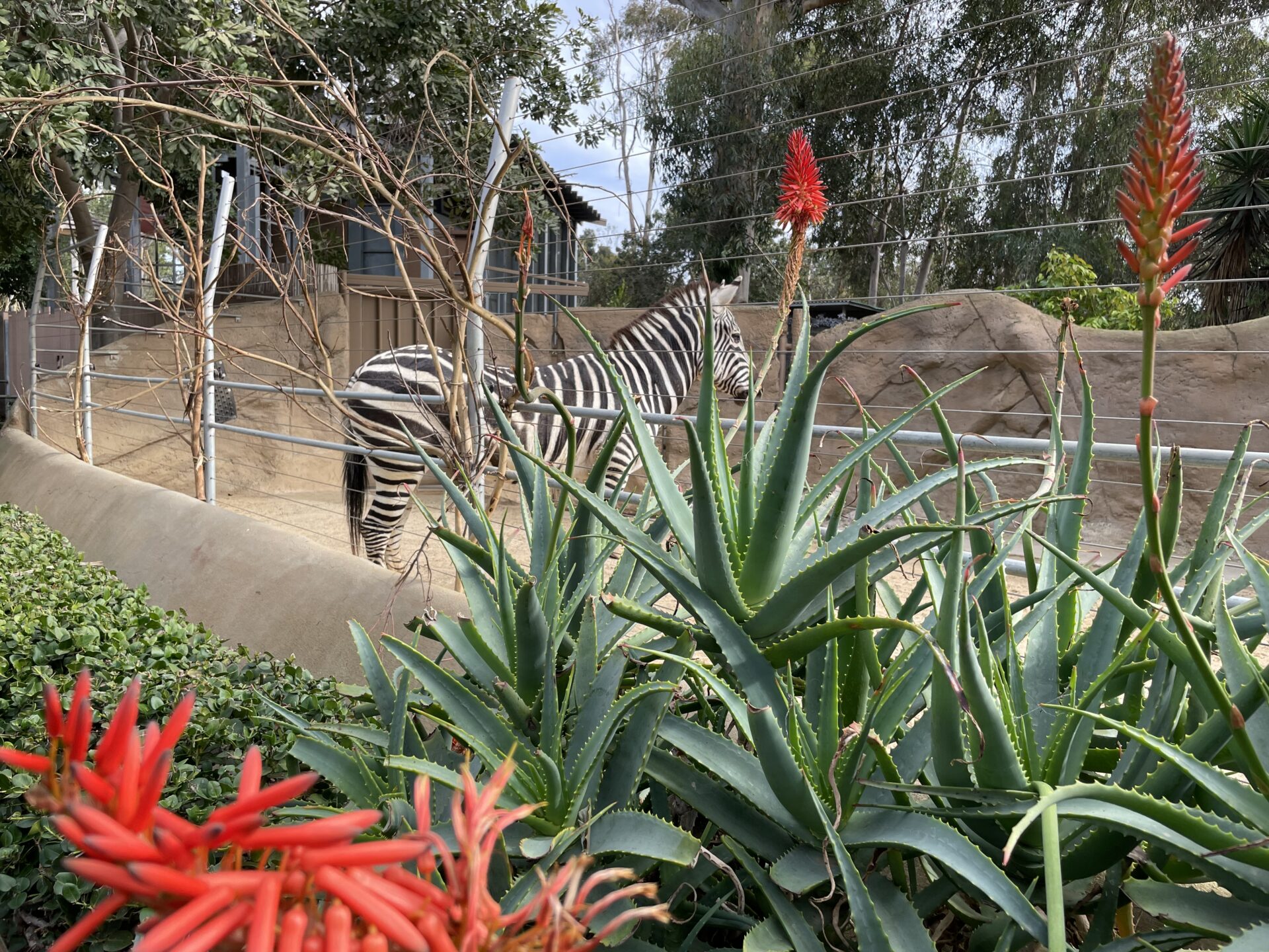 子連れで楽しむサンディエゴズー（サンディエゴ動物園）｜San Diego Zoo koma's home