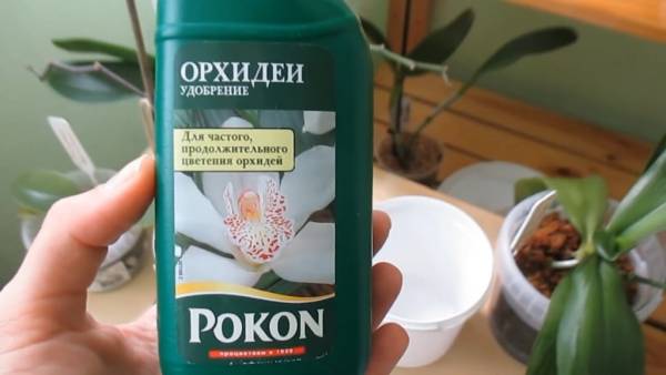 Иллюстрация к материалу «Как по корням определить когда поливать орхидею. Как поливать правильно орхидею в домашних условиях»