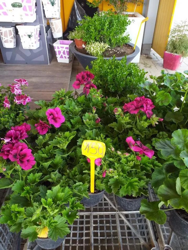 Levidia DOOEL Kompanii MK