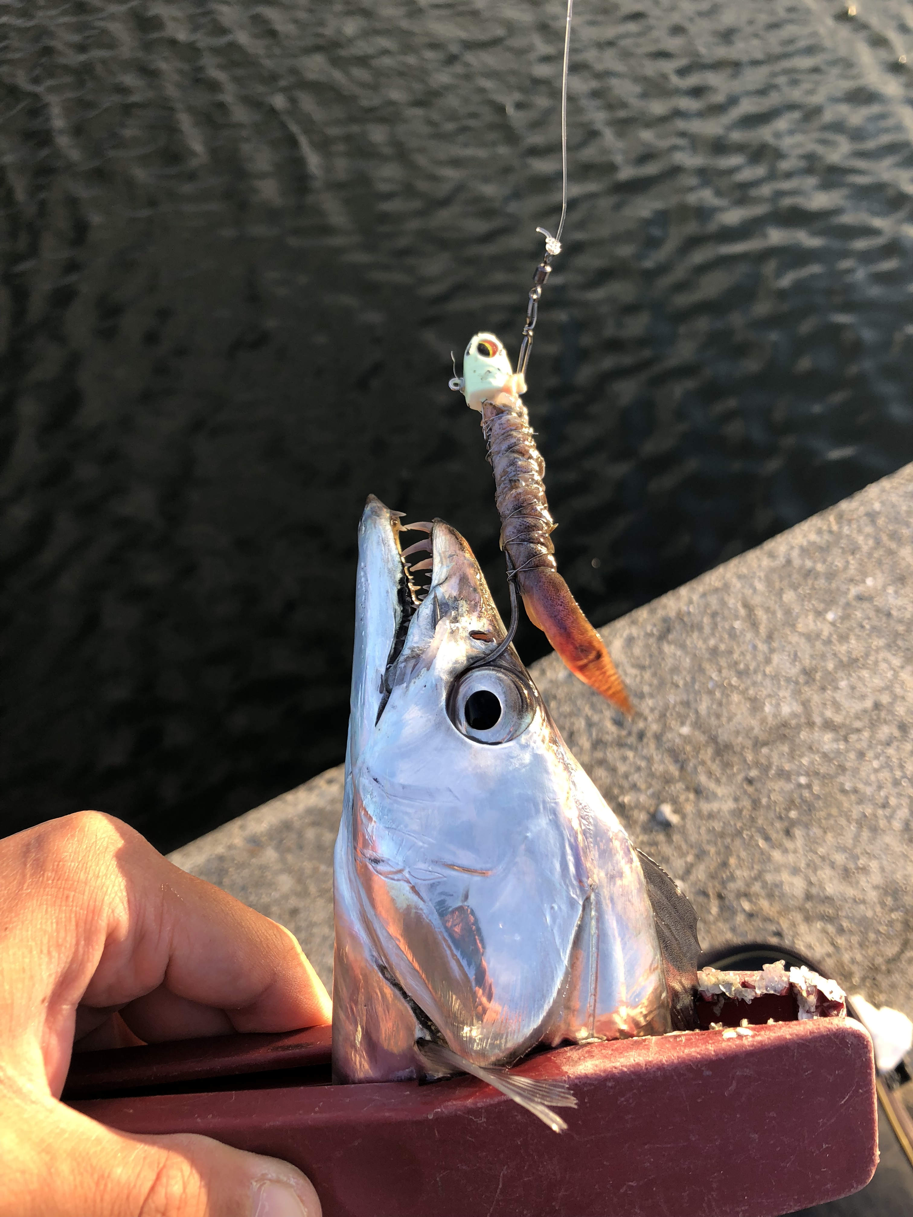 【竿】タチウオ釣りでテンヤの引き釣りに最適なロッド！【太刀魚】 ツリタノ！