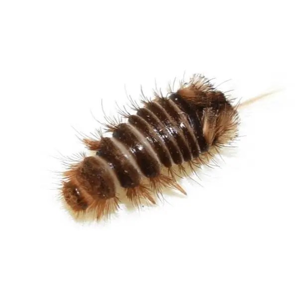 Varied Carpet Beetle Larvae Identification & Info Varied Carpet