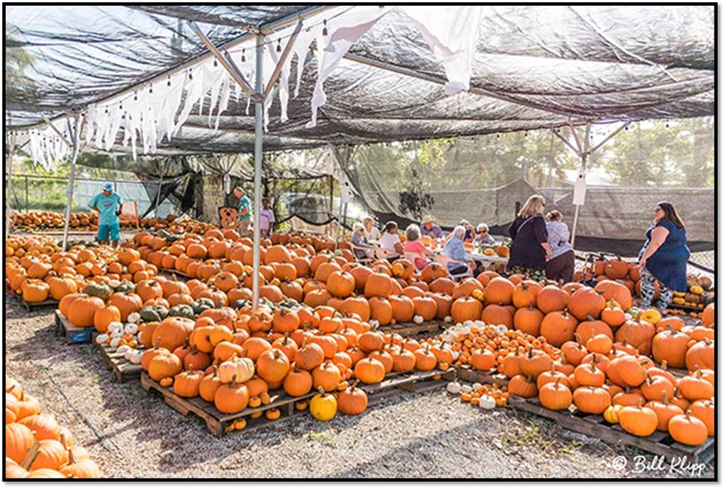Marc House Pumpkin Patch KONK Life