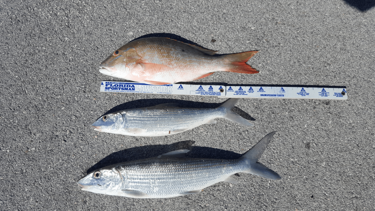 Miami men charged with illegal fish KONK Life