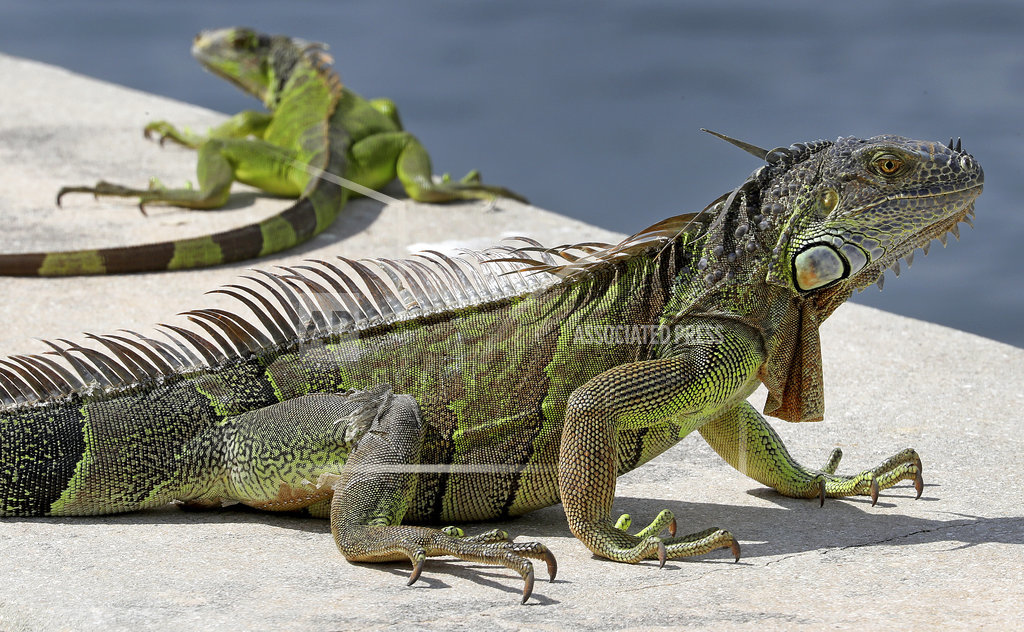 Chicken of the trees Eating South Florida’s iguanas KONK Life