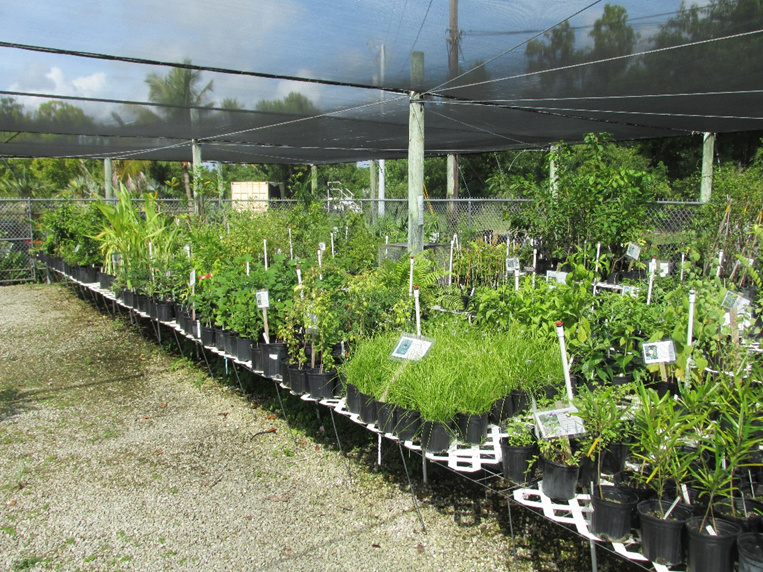Native Plant Sale at the Key West Botanical Garden Plant Nursery KONK